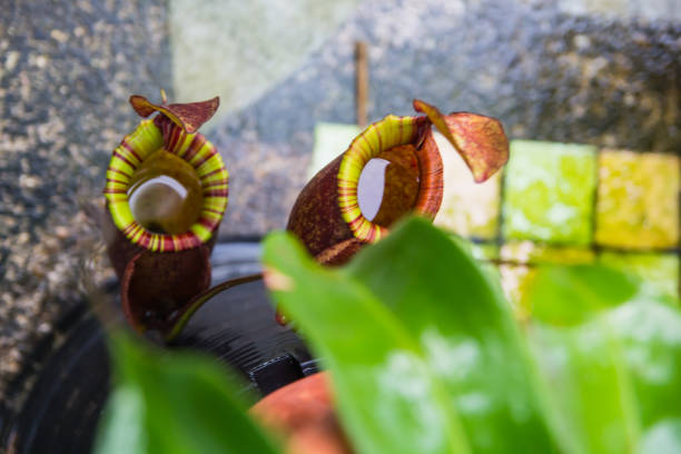 6 cây cảnh thích "ăn mặn", có cây nhìn mong manh, tuyệt đẹp lại vô cũng tàn nhẫn - Ảnh 3.