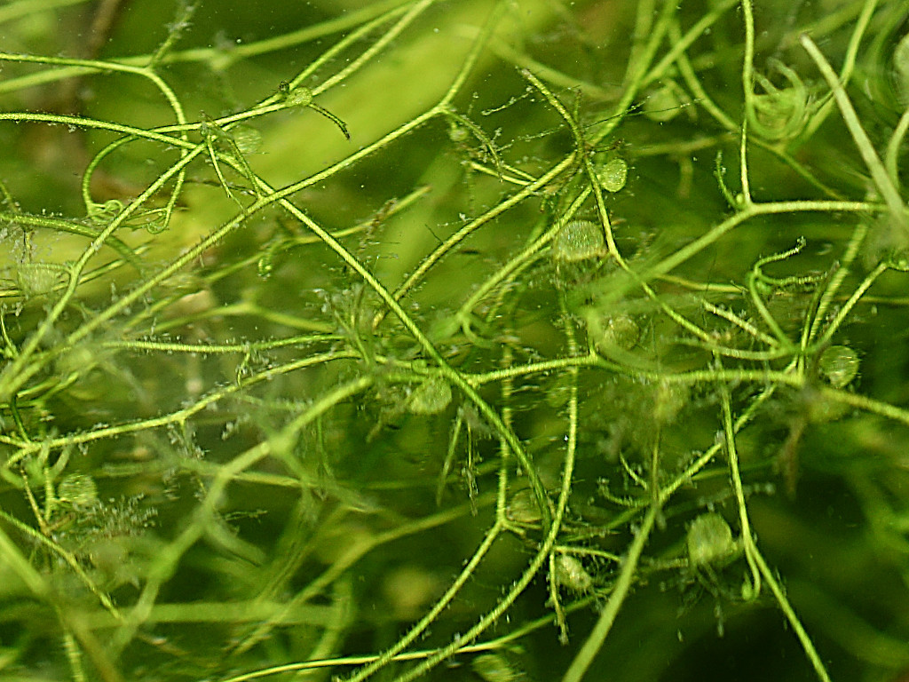 6 cây cảnh thích "ăn mặn", có cây nhìn mong manh, tuyệt đẹp lại vô cũng tàn nhẫn - Ảnh 7.