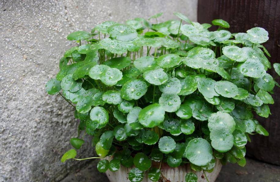 3 cây cảnh bảo vệ mắt, có ý nghĩa hút tài, gọi lộc, nhất định phải đặt ở bàn làm việc - Ảnh 3.