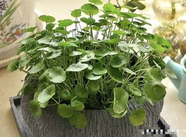 3 cây cảnh bảo vệ mắt, có ý nghĩa hút tài, gọi lộc, nhất định phải đặt ở bàn làm việc - Ảnh 2.