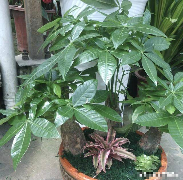 3 cây cảnh bảo vệ mắt, có ý nghĩa hút tài, gọi lộc, nhất định phải đặt ở bàn làm việc - Ảnh 4.