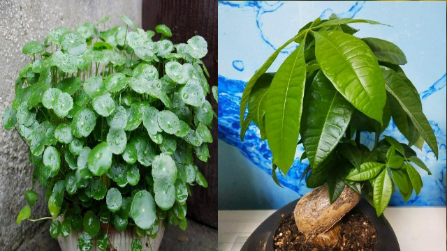 3 cây cảnh bảo vệ mắt, có ý nghĩa hút tài, gọi lộc, nhất định phải đặt ở bàn làm việc - Ảnh 1.