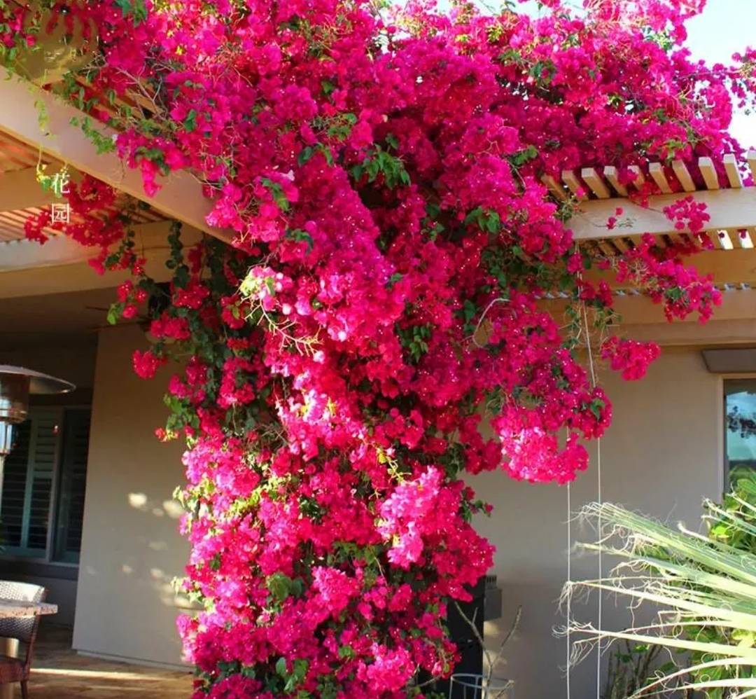 4 cây cảnh cần phải bón thúc ngay để mùa hè nụ nhiều, hoa "bung lụa" sớm - Ảnh 7.