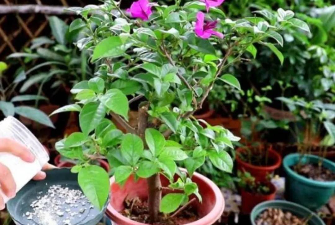 4 cây cảnh cần phải bón thúc ngay để mùa hè nụ nhiều, hoa "bung lụa" sớm - Ảnh 8.