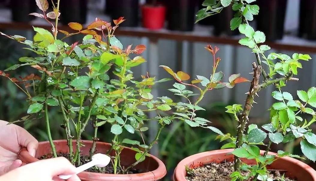 4 cây cảnh cần phải bón thúc ngay để mùa hè nụ nhiều, hoa "bung lụa" sớm - Ảnh 4.