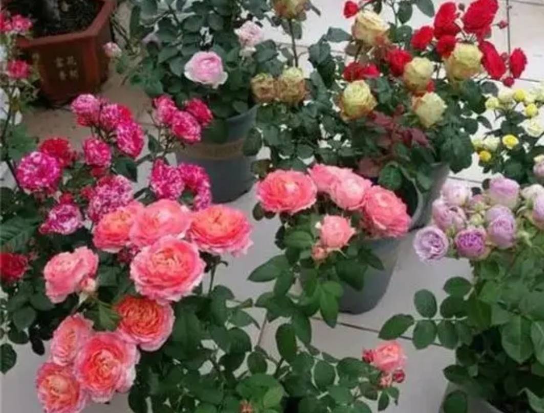 4 cây cảnh cần phải bón thúc ngay để mùa hè nụ nhiều, hoa "bung lụa" sớm - Ảnh 3.