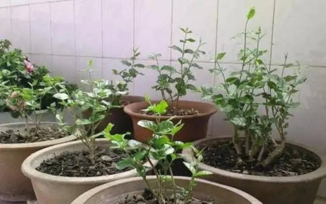 4 cây cảnh cần phải bón thúc ngay để mùa hè nụ nhiều, hoa "bung lụa" sớm - Ảnh 6.