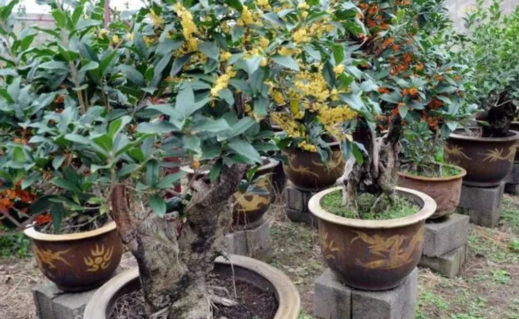 4 cây cảnh cần phải bón thúc ngay để mùa hè nụ nhiều, hoa "bung lụa" sớm - Ảnh 1.