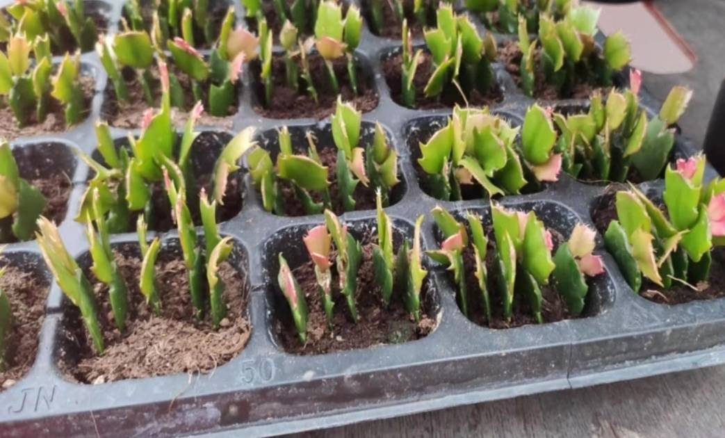 Đầu xuân, "phù phép" biến 1 chậu cây cảnh biến thành 10-20 chậu, 5 cây cảnh đặc biệt thích hợp - Ảnh 2.