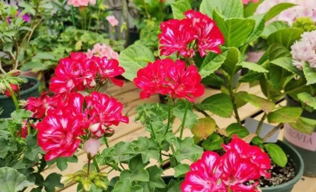 Đầu xuân, "phù phép" biến 1 chậu cây cảnh biến thành 10-20 chậu, 5 cây cảnh đặc biệt thích hợp - Ảnh 3.