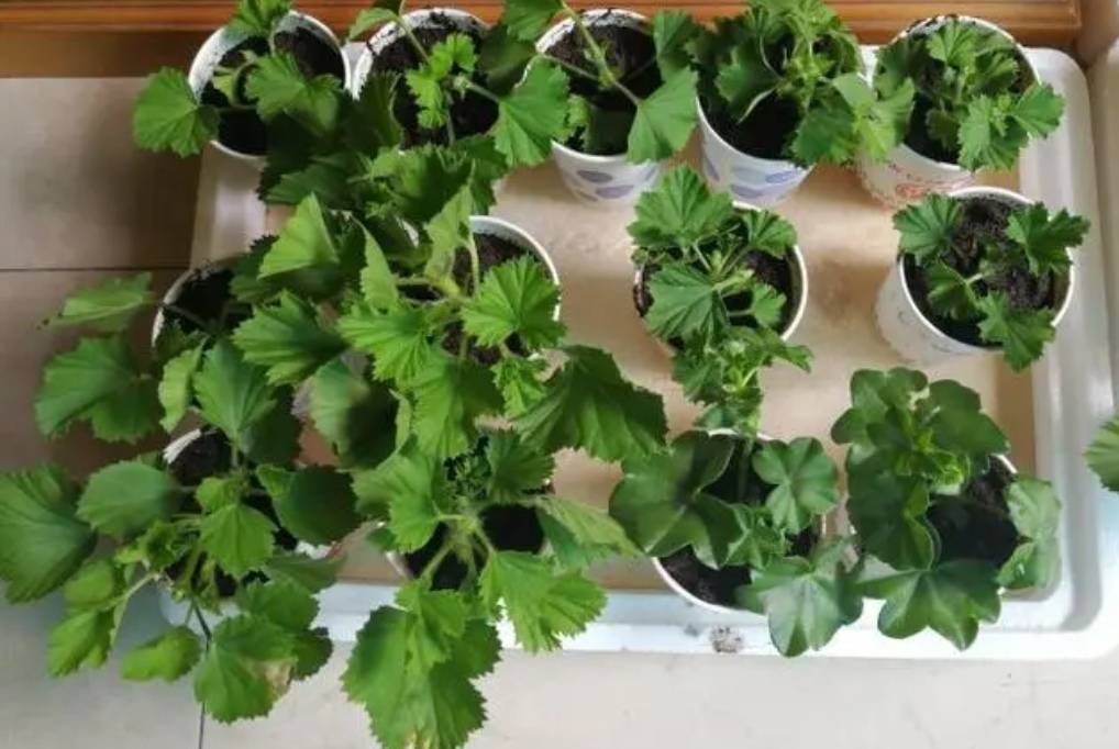 Đầu xuân, "phù phép" biến 1 chậu cây cảnh biến thành 10-20 chậu, 5 cây cảnh đặc biệt thích hợp - Ảnh 4.