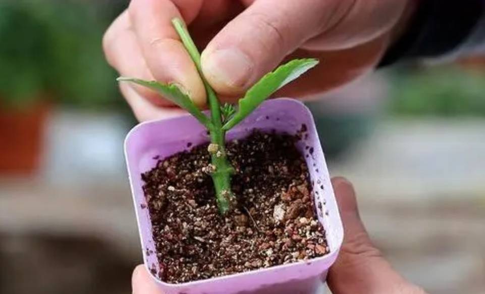 Đầu xuân, "phù phép" biến 1 chậu cây cảnh biến thành 10-20 chậu, 5 cây cảnh đặc biệt thích hợp - Ảnh 5.