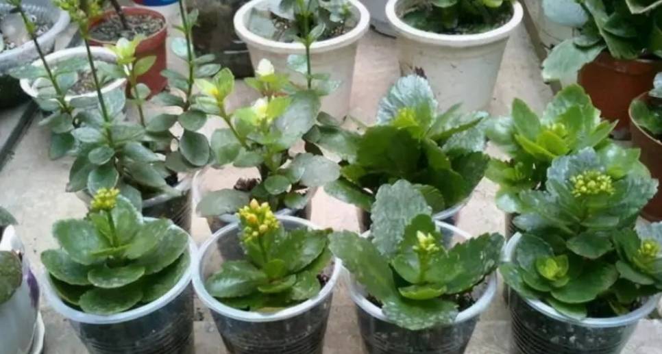 Đầu xuân, "phù phép" biến 1 chậu cây cảnh biến thành 10-20 chậu, 5 cây cảnh đặc biệt thích hợp - Ảnh 6.