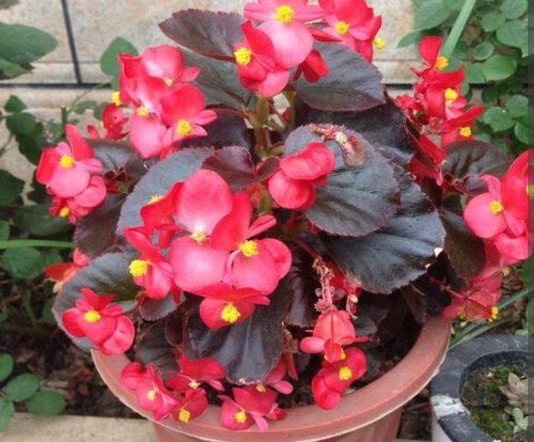 Đầu xuân, "phù phép" biến 1 chậu cây cảnh biến thành 10-20 chậu, 5 cây cảnh đặc biệt thích hợp - Ảnh 7.