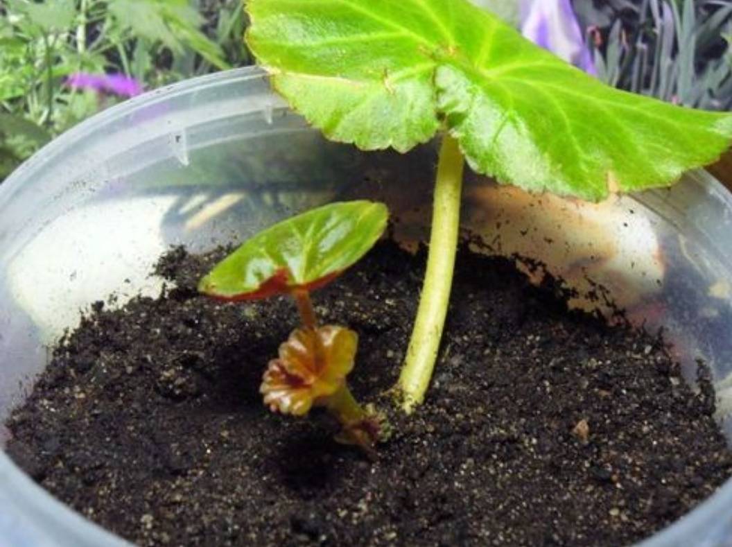 Đầu xuân, "phù phép" biến 1 chậu cây cảnh biến thành 10-20 chậu, 5 cây cảnh đặc biệt thích hợp - Ảnh 8.