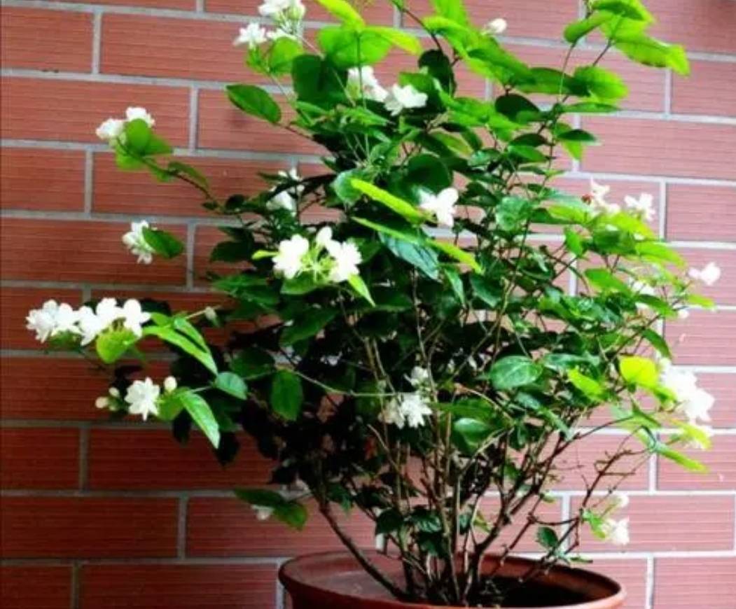 Đầu xuân, "phù phép" biến 1 chậu cây cảnh biến thành 10-20 chậu, 5 cây cảnh đặc biệt thích hợp - Ảnh 9.