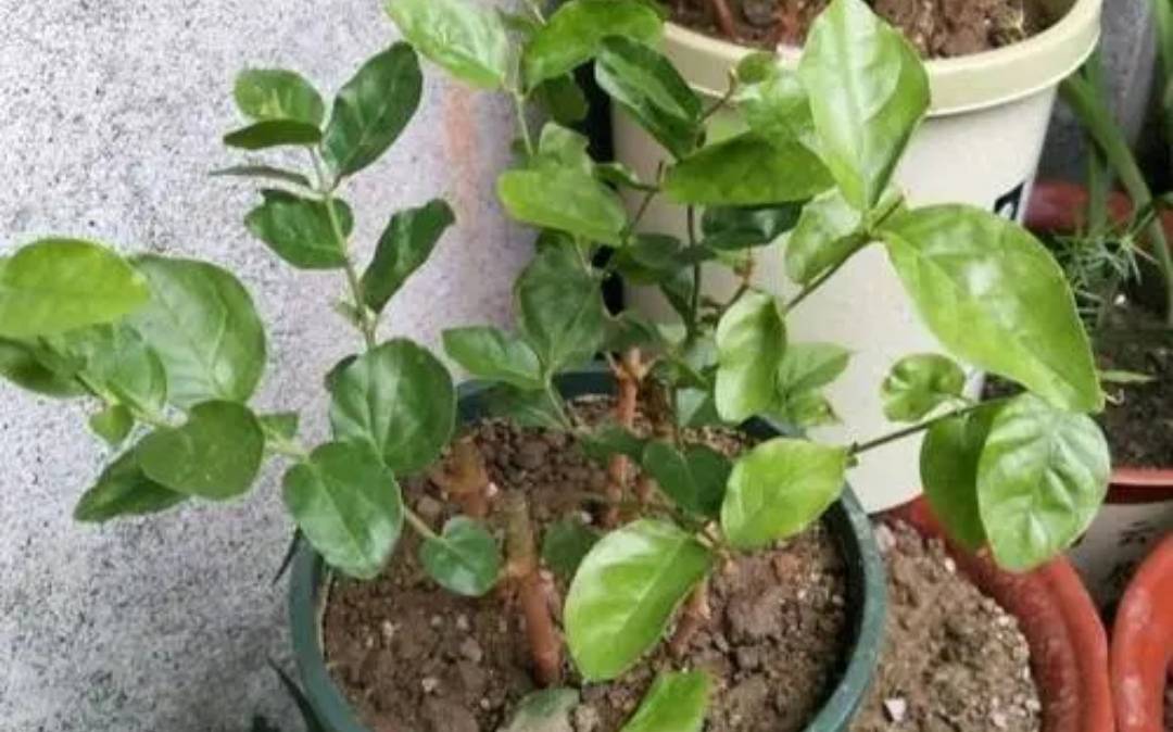 Đầu xuân, "phù phép" biến 1 chậu cây cảnh biến thành 10-20 chậu, 5 cây cảnh đặc biệt thích hợp - Ảnh 10.