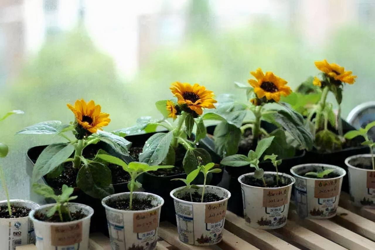 Hố hoa khi mua online - Ảnh 3.