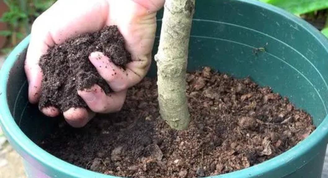 3 "bảo vật" xưa cũ, vô giá của người trồng cây cảnh, nuôi cây xanh tốt lại có lợi cho sức khỏe - Ảnh 9. 3 "bảo vật" xưa cũ, vô giá của người trồng cây cảnh, nuôi cây xanh tốt lại có lợi cho sức khỏe - Ảnh 9.