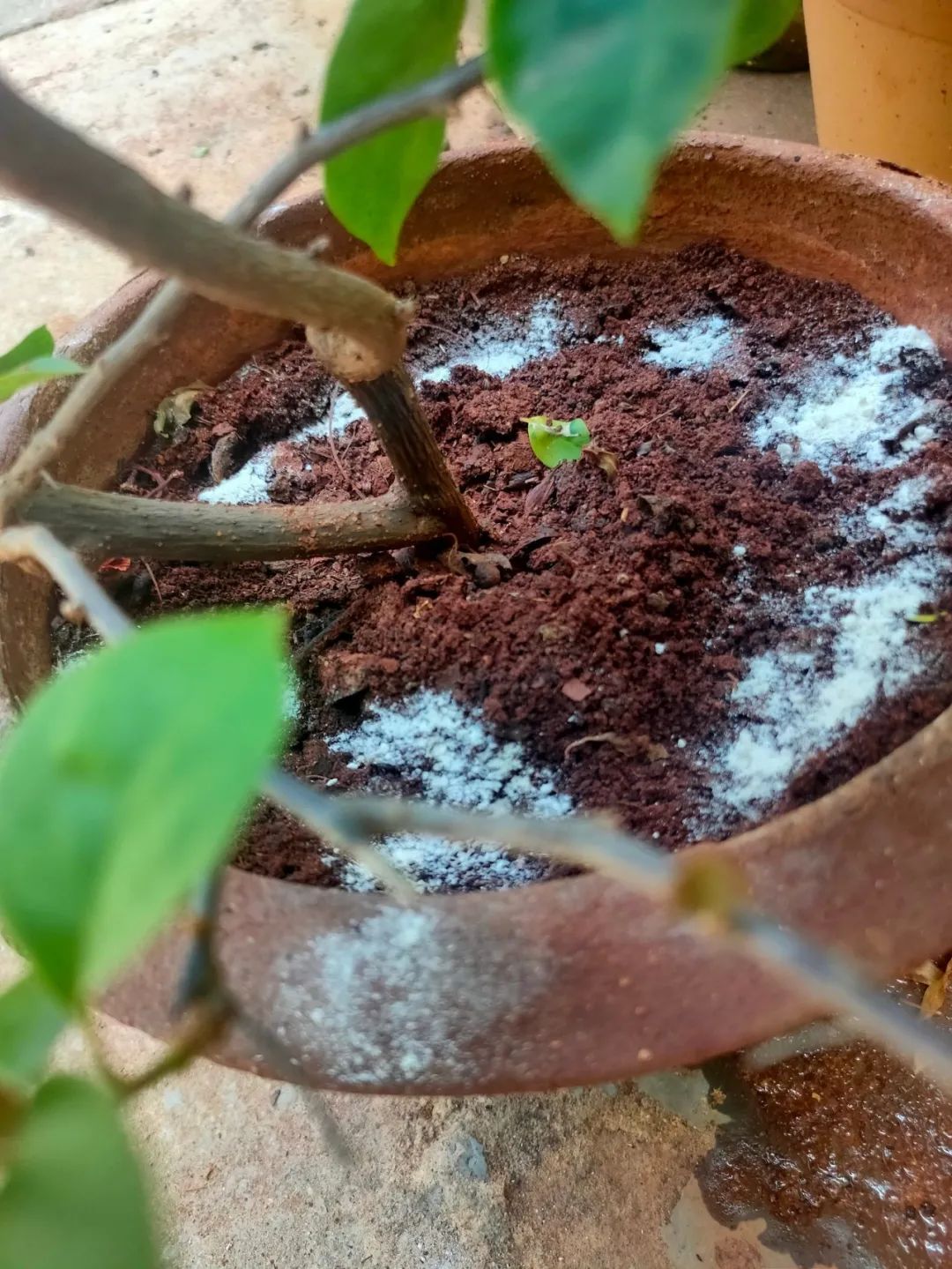 3 "bảo vật" xưa cũ, vô giá của người trồng cây cảnh, nuôi cây xanh tốt lại có lợi cho sức khỏe - Ảnh 5. 3 "bảo vật" xưa cũ, vô giá của người trồng cây cảnh, nuôi cây xanh tốt lại có lợi cho sức khỏe - Ảnh 5.