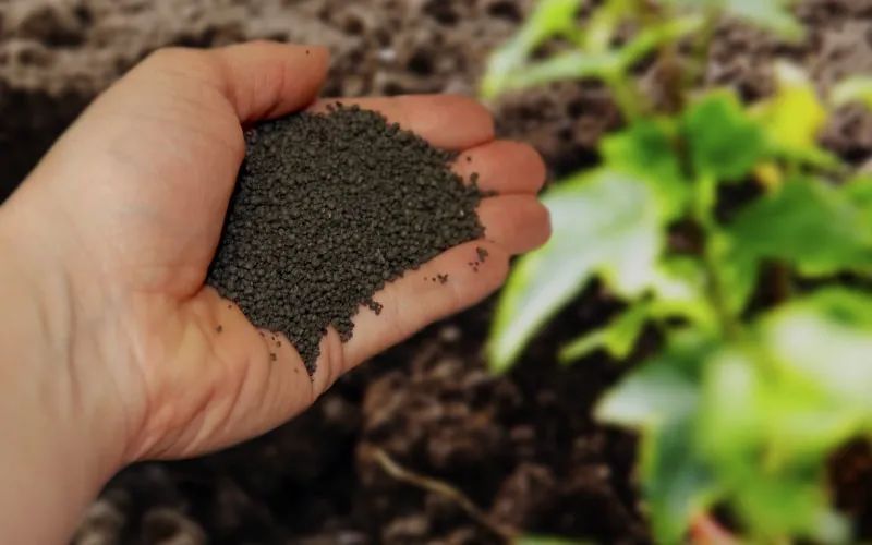 3 "bảo vật" xưa cũ, vô giá của người trồng cây cảnh, nuôi cây xanh tốt lại có lợi cho sức khỏe - Ảnh 3. 3 "bảo vật" xưa cũ, vô giá của người trồng cây cảnh, nuôi cây xanh tốt lại có lợi cho sức khỏe - Ảnh 3.