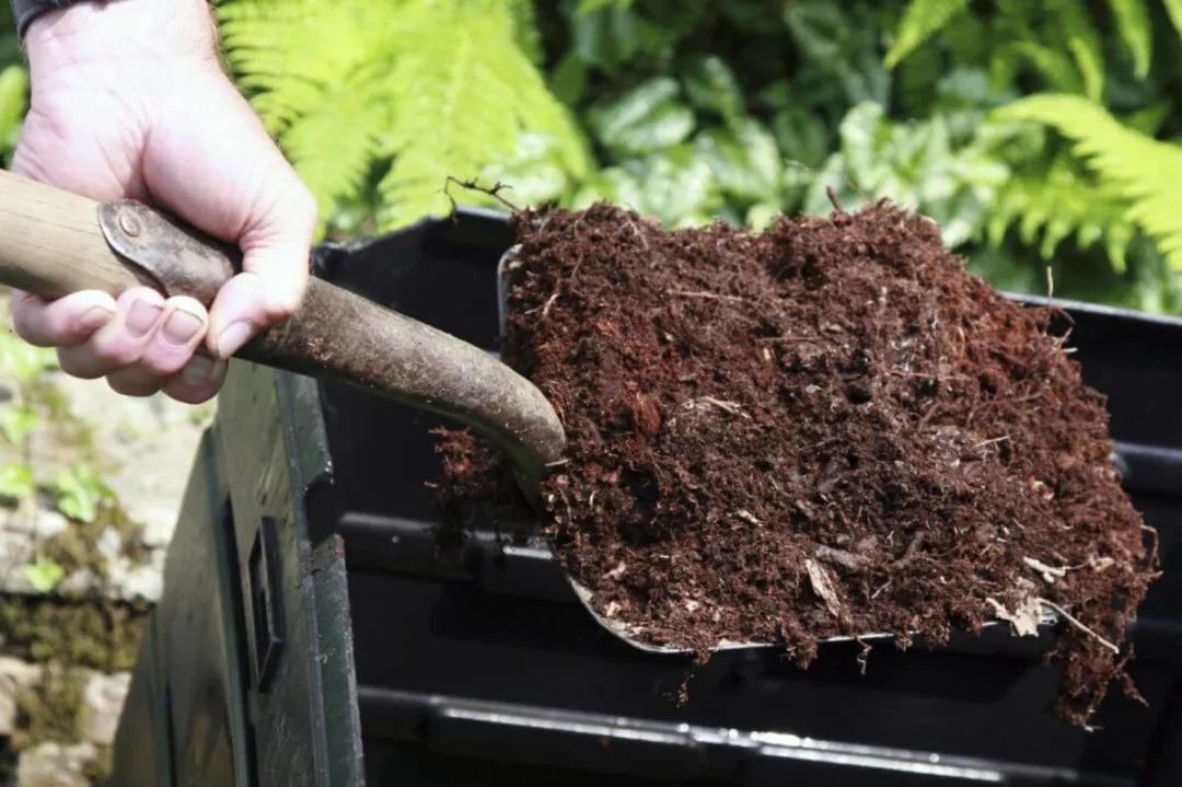 3 "bảo vật" xưa cũ, vô giá của người trồng cây cảnh, nuôi cây xanh tốt lại có lợi cho sức khỏe - Ảnh 7. 3 "bảo vật" xưa cũ, vô giá của người trồng cây cảnh, nuôi cây xanh tốt lại có lợi cho sức khỏe - Ảnh 7.