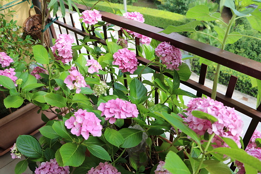 3 "bảo vật" xưa cũ, vô giá của người trồng cây cảnh, nuôi cây xanh tốt lại có lợi cho sức khỏe - Ảnh 8. 3 "bảo vật" xưa cũ, vô giá của người trồng cây cảnh, nuôi cây xanh tốt lại có lợi cho sức khỏe - Ảnh 8.