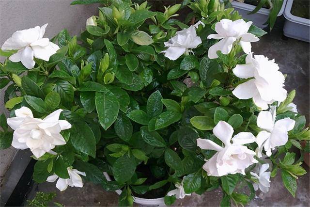 3 cây cảnh thích "ăn" sắt nhất, hiểu được thú vui này để chăm cây xanh mướt - Ảnh 2.