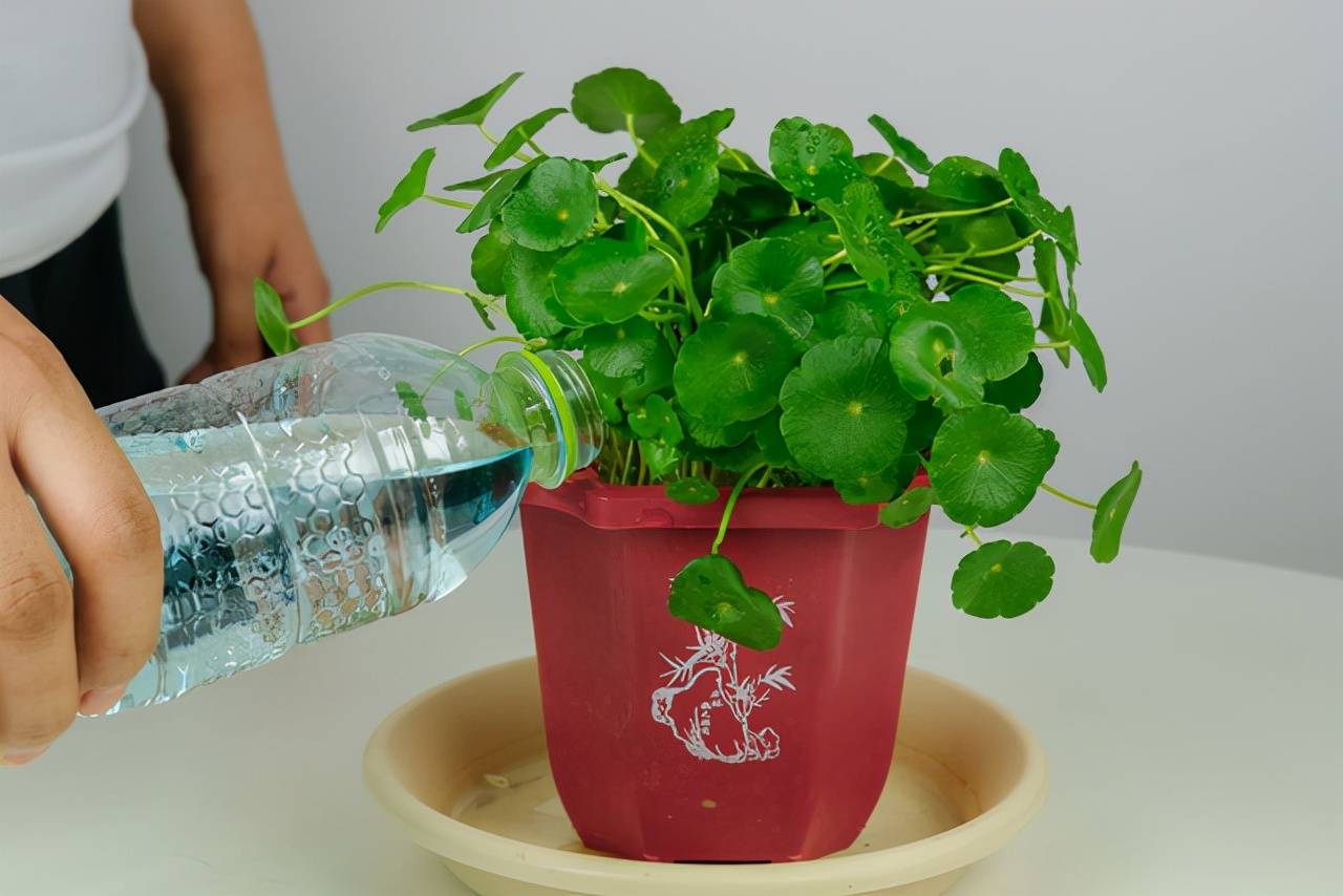 3 cây cảnh thích "ăn" sắt nhất, hiểu được thú vui này để chăm cây xanh mướt - Ảnh 7.