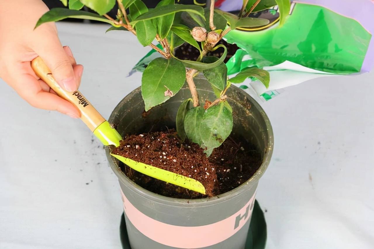 3 cây cảnh thích "ăn" sắt nhất, hiểu được thú vui này để chăm cây xanh mướt - Ảnh 6.