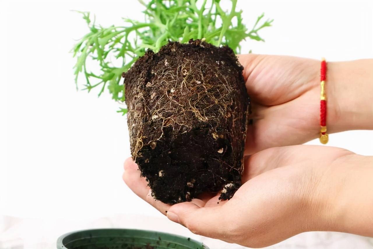 3 cây cảnh thích "ăn" sắt nhất, hiểu được thú vui này để chăm cây xanh mướt - Ảnh 8.