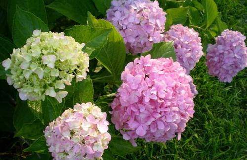 3 cây cảnh thích "ăn" sắt nhất, hiểu được thú vui này để chăm cây xanh mướt - Ảnh 5.