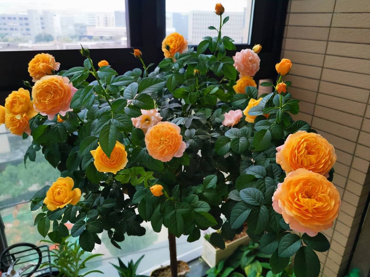 Mua cây cảnh online nhất định phải tránh dẫm phải 3 "hố" lừa đảo rất sâu này - Ảnh 4.