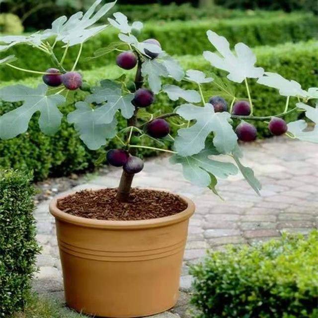 Mua cây cảnh online nhất định phải tránh dẫm phải 3 "hố" lừa đảo rất sâu này - Ảnh 8.