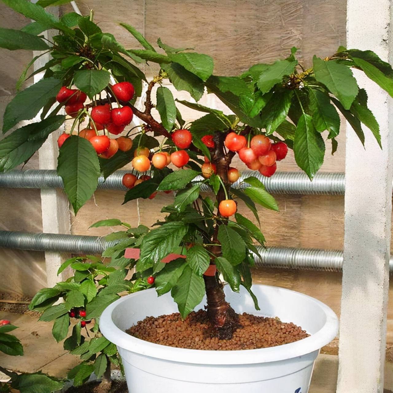 Mua cây cảnh online nhất định phải tránh dẫm phải 3 "hố" lừa đảo rất sâu này - Ảnh 7.