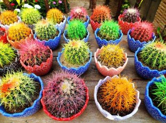 Mua cây cảnh online nhất định phải tránh dẫm phải 3 "hố" lừa đảo rất sâu này - Ảnh 5.