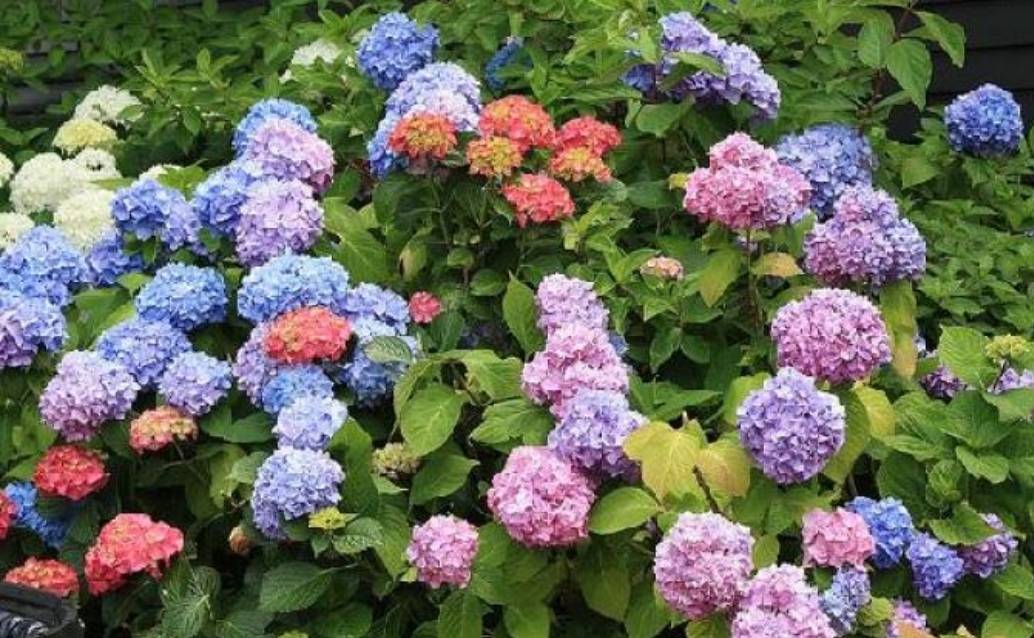 Mua cây cảnh online nhất định phải tránh dẫm phải 3 "hố" lừa đảo rất sâu này - Ảnh 1.