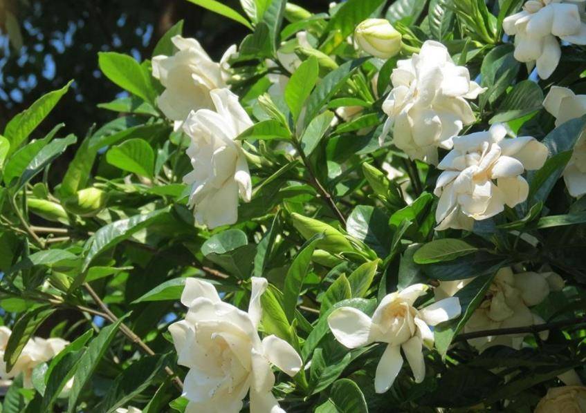 Trồng cây cảnh trên sân thượng hãy chọn 6 "nhà máy sản xuất hoa" không sợ nắng này - Ảnh 7.