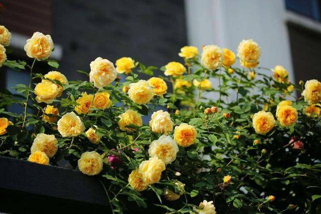 Trồng cây cảnh trên sân thượng hãy chọn 6 "nhà máy sản xuất hoa" không sợ nắng này - Ảnh 2.