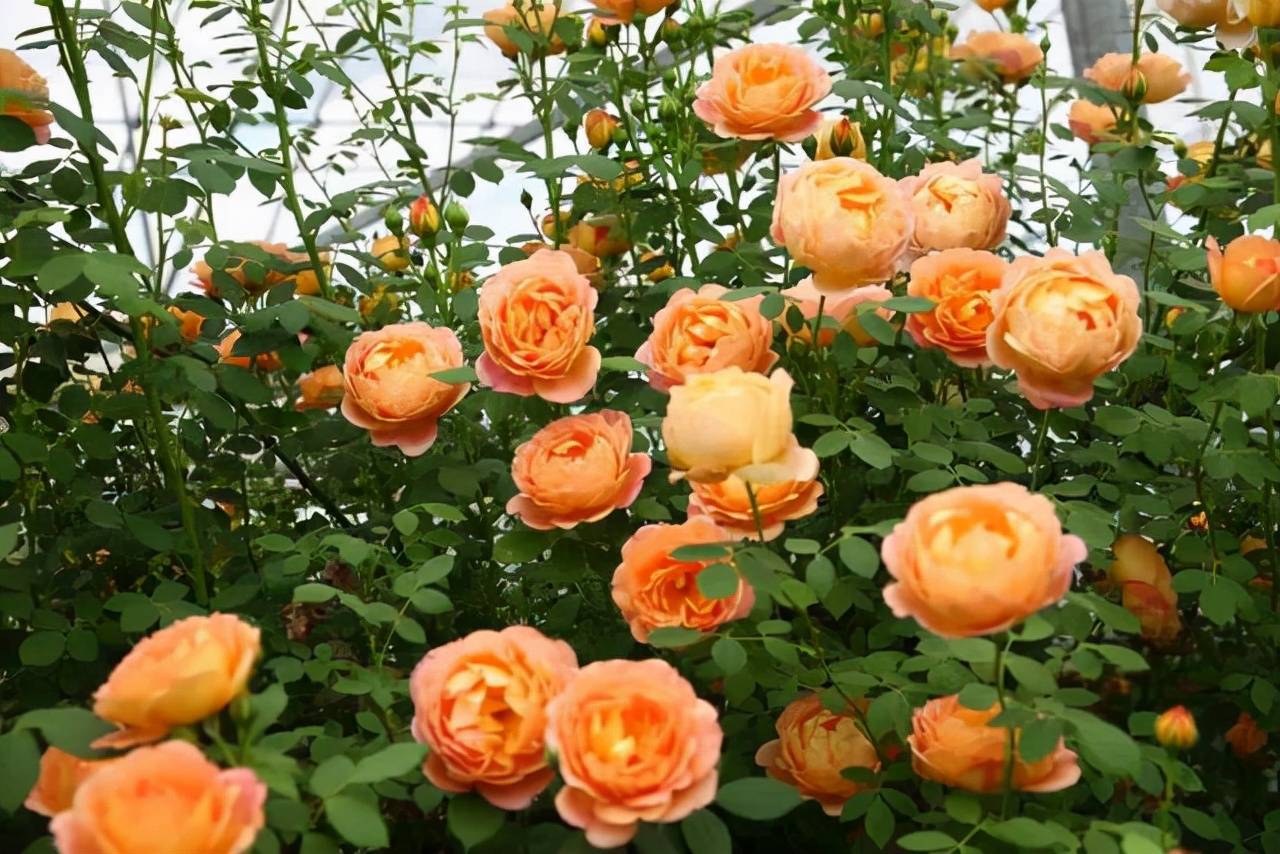 Trồng cây cảnh trên sân thượng hãy chọn 6 "nhà máy sản xuất hoa" không sợ nắng này - Ảnh 3.