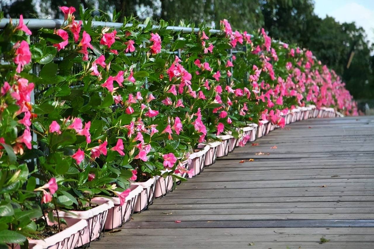 Trồng cây cảnh trên sân thượng hãy chọn 6 "nhà máy sản xuất hoa" không sợ nắng này - Ảnh 4.