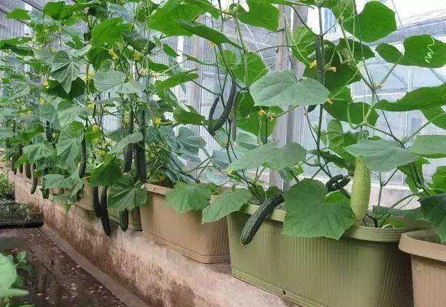 "Cây cảnh" đặc biệt, tạo thành rèm che nắng, vừa được ngắm, vừa được ăn, "nhất cử tam, tứ tiện" - Ảnh 1.