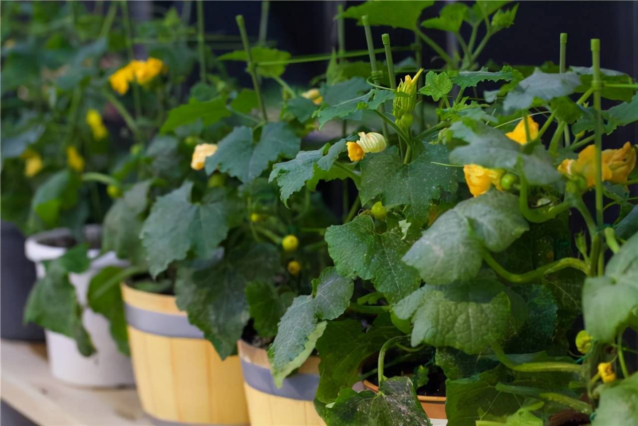 "Cây cảnh" đặc biệt, tạo thành rèm che nắng, vừa được ngắm, vừa được ăn, "nhất cử tam, tứ tiện" - Ảnh 8.