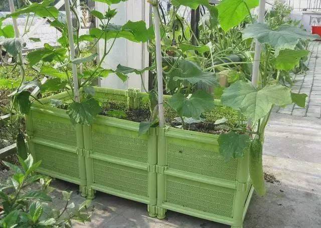 "Cây cảnh" đặc biệt, tạo thành rèm che nắng, vừa được ngắm, vừa được ăn, "nhất cử tam, tứ tiện" - Ảnh 5.