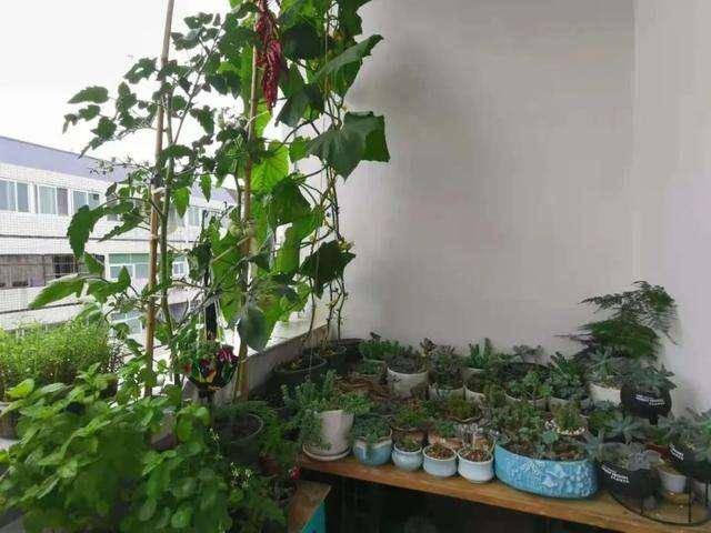 "Cây cảnh" đặc biệt, tạo thành rèm che nắng, vừa được ngắm, vừa được ăn, "nhất cử tam, tứ tiện" - Ảnh 6.