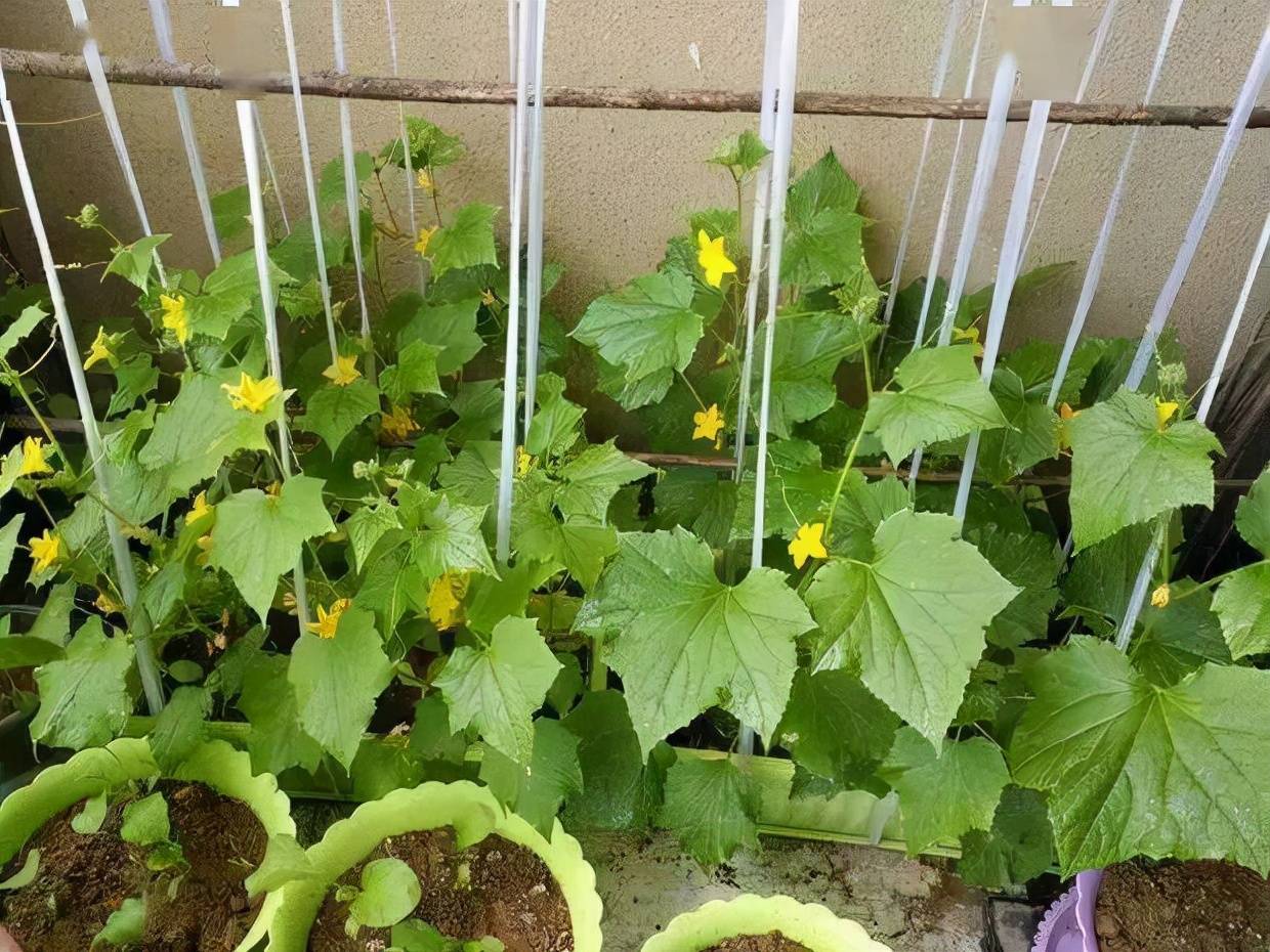 "Cây cảnh" đặc biệt, tạo thành rèm che nắng, vừa được ngắm, vừa được ăn, "nhất cử tam, tứ tiện" - Ảnh 3.