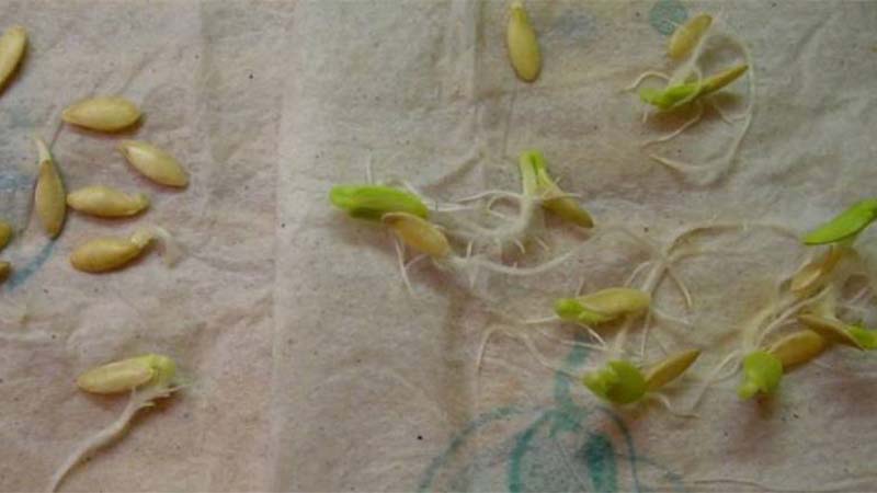 "Cây cảnh" đặc biệt, tạo thành rèm che nắng, vừa được ngắm, vừa được ăn, "nhất cử tam, tứ tiện" - Ảnh 4.