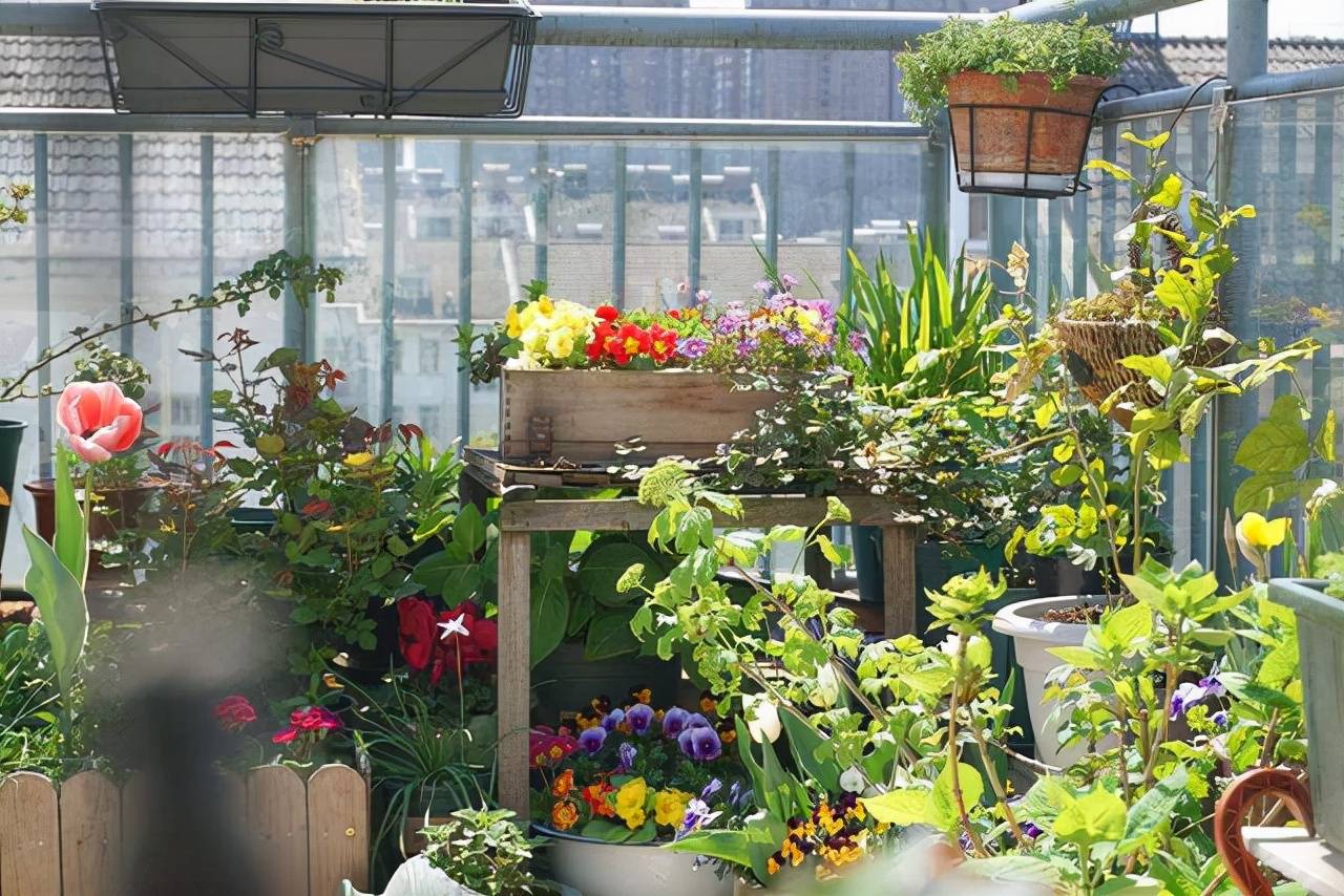 Trồng cây cảnh phải giữ "3 sạch sẽ", nếu không cây cảnh khó mà tươi tốt - Ảnh 1.