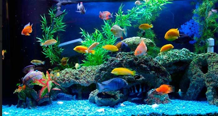 6 loại cá cảnh đẹp - dễ nuôi - hợp phong thủy mang tài lộc vào nhà gọi tên những loại cá cảnh nào? - Ảnh 1. 6 loại cá cảnh đẹp - dễ nuôi - hợp phong thủy mang tài lộc vào nhà gọi tên những loại cá cảnh nào? - Ảnh 1.