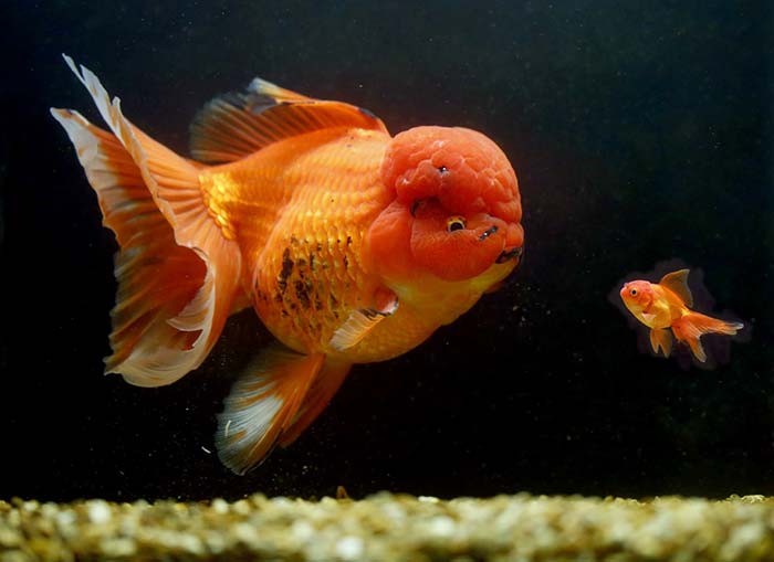 6 loại cá cảnh đẹp - dễ nuôi - hợp phong thủy mang tài lộc vào nhà gọi tên những loại cá cảnh nào? - Ảnh 9. 6 loại cá cảnh đẹp - dễ nuôi - hợp phong thủy mang tài lộc vào nhà gọi tên những loại cá cảnh nào? - Ảnh 9.